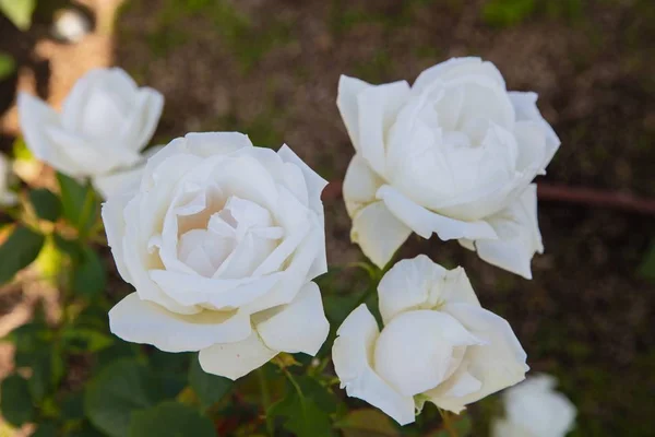 Biała róża mieszańcowa — Zdjęcie stockowe