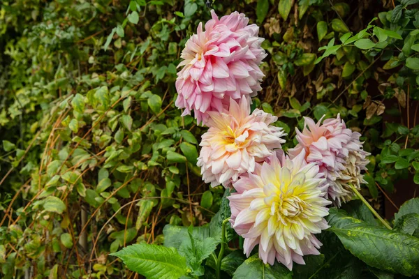 Zinnia Blume in voller Blüte — Stockfoto