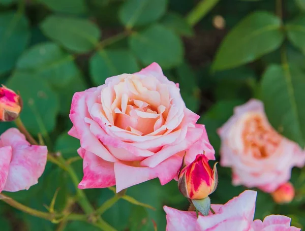 Rosas floridas Rainha da Suécia — Fotografia de Stock