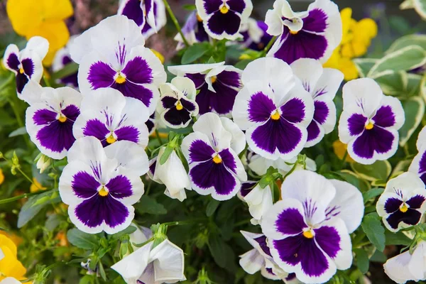 Цветы дикой панзы или виолы трехцветные в саду — стоковое фото