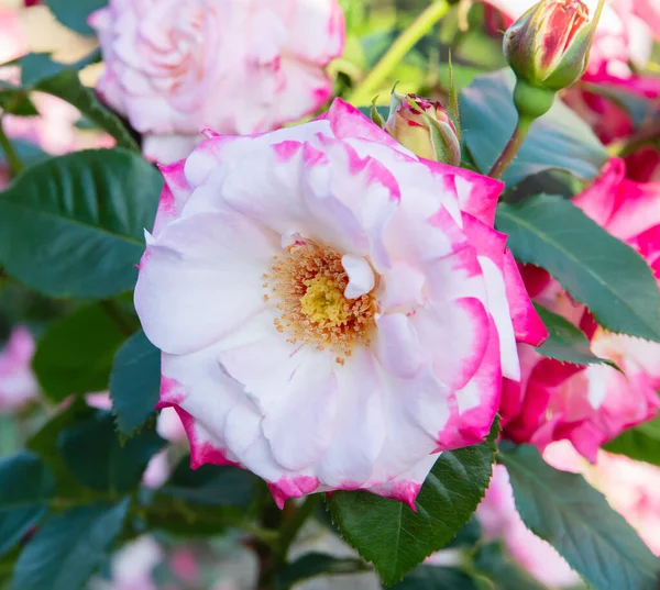 Růžová kvetoucí keřová růže (Rosa Bonica Meidomonac) — Stock fotografie