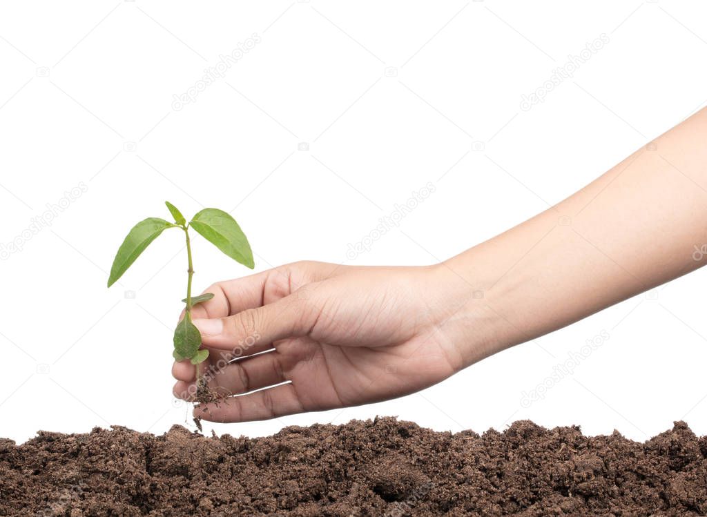 hands planting a tree isolated on white background