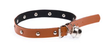 Beyaz bir arka plan üzerinde izole köpek yaka