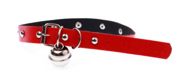 Beyaz bir arka plan üzerinde izole köpek yaka