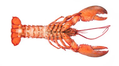 Cooked shrimp Lobster isolated on white background