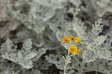 Gray soft eaves of Centaurea cineraria