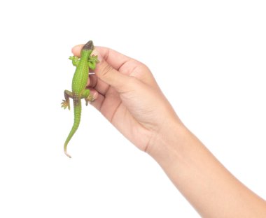 hand holding lizard isolated on a white background