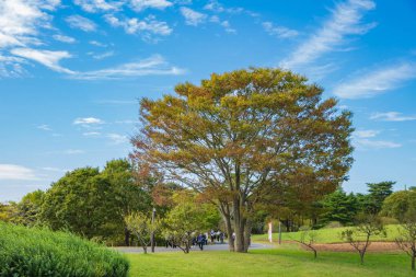 yeşil çim alan ve ağaç ile kamu parkı