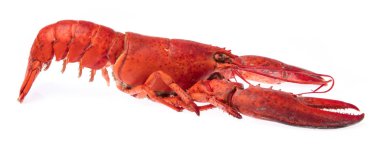 Cooked shrimp Lobster isolated on white background