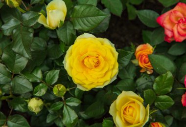 Bahçelerdeki Melez Çayı 'na yakın.