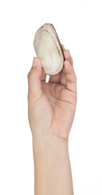 Hand holding Arcidae Ark clam isolated on white background 