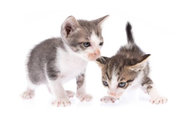 Portrait of Two Small kitten isolated on white background.
