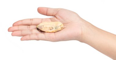 Beyaz arka planda izole edilmiş, pişirilmiş midyeler.