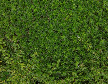 Yeşil yaprak duvar dokusu 