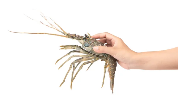 Рука тримає свіжий омарів ізольовано на білому тлі — стокове фото