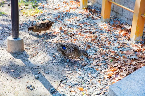 Patos-reais ou Anas platyrhynchos — Fotografia de Stock