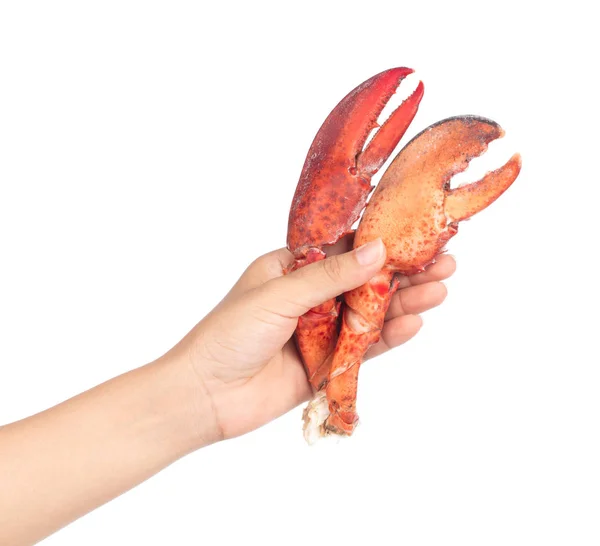 Hand holding nipper of shrimp Lobster isolated on white backgrou — Stock Photo, Image