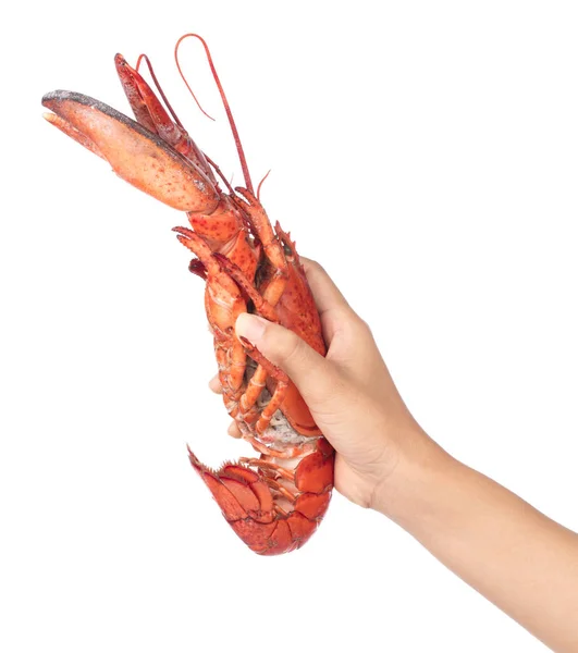 Mão segurando lagosta isolada no fundo branco — Fotografia de Stock
