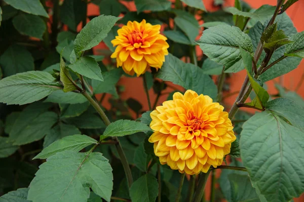 Zinnia Blume in voller Blüte — Stockfoto