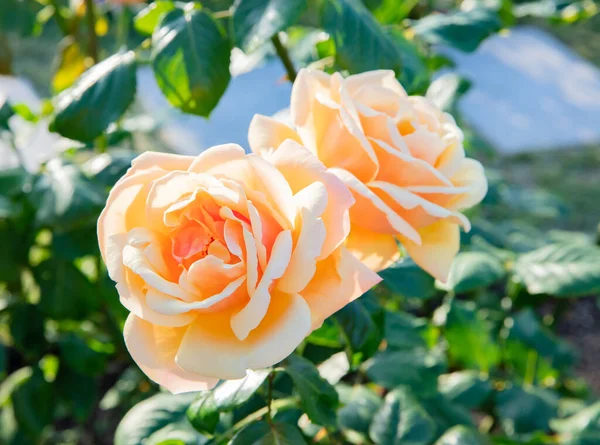 Pomarańczowy westerland róża kwitnąca w lecie — Zdjęcie stockowe