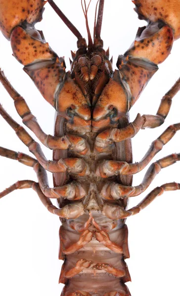 Langosta fresca cruda aislada sobre fondo blanco — Foto de Stock