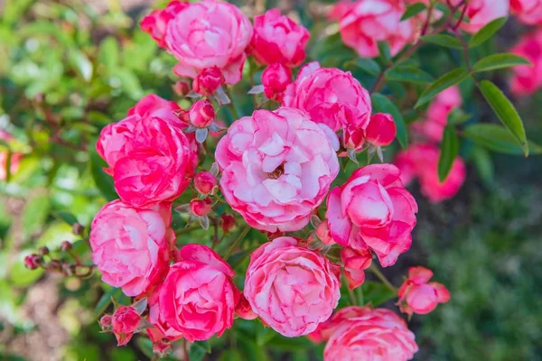 Rosas florecientes Reina de Suecia — Foto de Stock