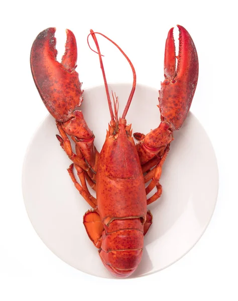 Lobster ,Boiled crayfish on dish isolated on white background — 图库照片
