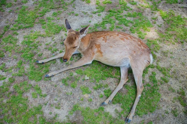 Deer in Nara Koen Park — 图库照片