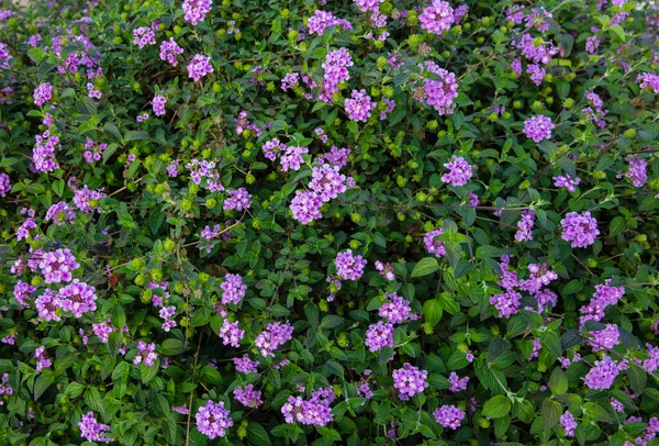 Nahaufnahme Von Blossom Purple Lantana Als Hintergrund — Stockfoto