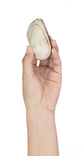Ręczne gospodarstwa Arcidae Ark clam izolowane na białym tle — Zdjęcie stockowe