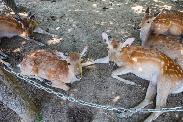 A group of deer in park — 图库照片