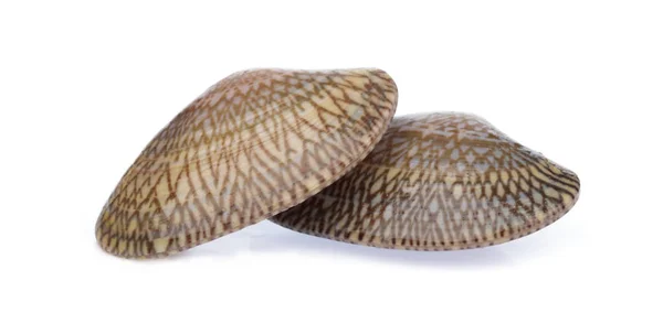 Surf mussla isolerad på vit bakgrund — Stockfoto
