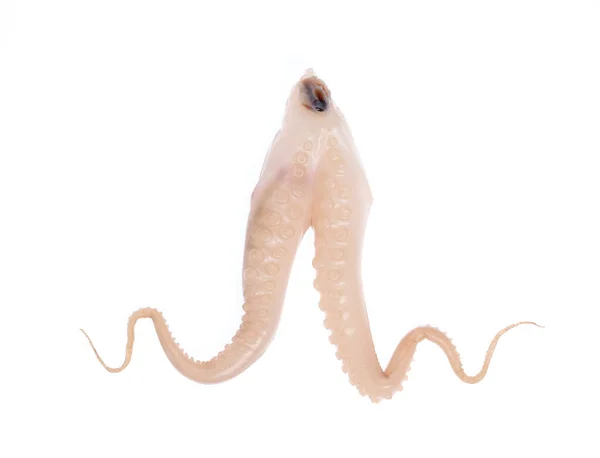 Щупальца детеныша кальмара на белом фоне — стоковое фото