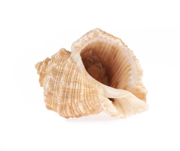 Güzel deniz kabuğu beyaz arkaplanda izole edilmiş — Stok fotoğraf