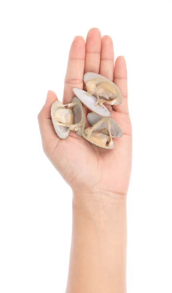 Hand hålla Surf mussla isolerad på vit bakgrund — Stockfoto