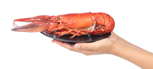 Hand holding Lobster isolated on white background — 图库照片