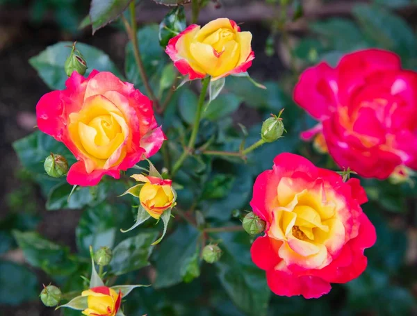 Wonderful  Fresh Hybrid red rose with yellow — Stock Photo, Image