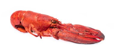 Cooked shrimp Lobster isolated on white background