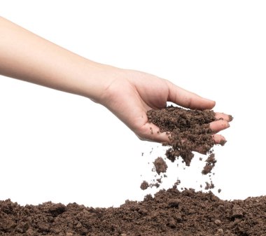 hand to plant seedlings into fertile soil isolated on white back