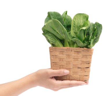 hand holding Fresh Chinese Cabbage in  bamboo basket isolated on