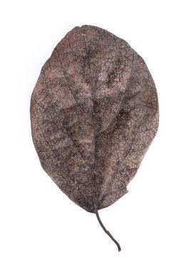 Solmuş kuru yaprak beyaz arkaplanda izole edilmiş 