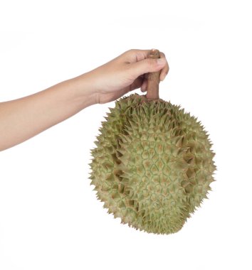 hand holding Durians fruits isolated on white background