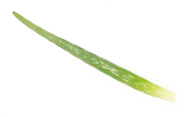 aloe vera beyaz arkaplanda izole