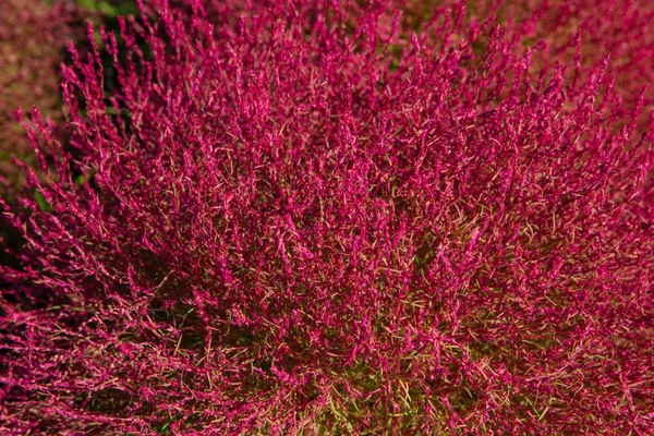 Bonito de Kochia vermelho e arbusto cosmos — Fotografia de Stock
