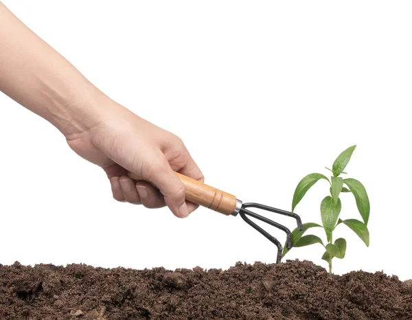 Hands with garden tool planting a tree isolated on white backgro — ストック写真