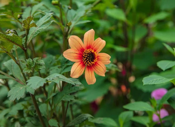Close up of Zinnia flower in Gardens — Stock fotografie