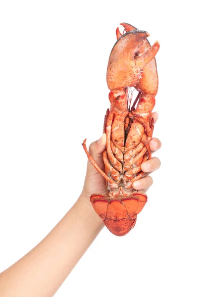 Tangan memegang Lobster diisolasi pada latar belakang putih — Stok Foto