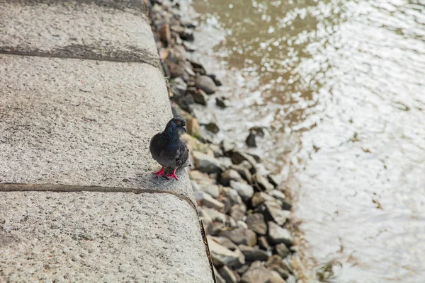 Pombo em pé na borda de uma ponte . — Fotografia de Stock