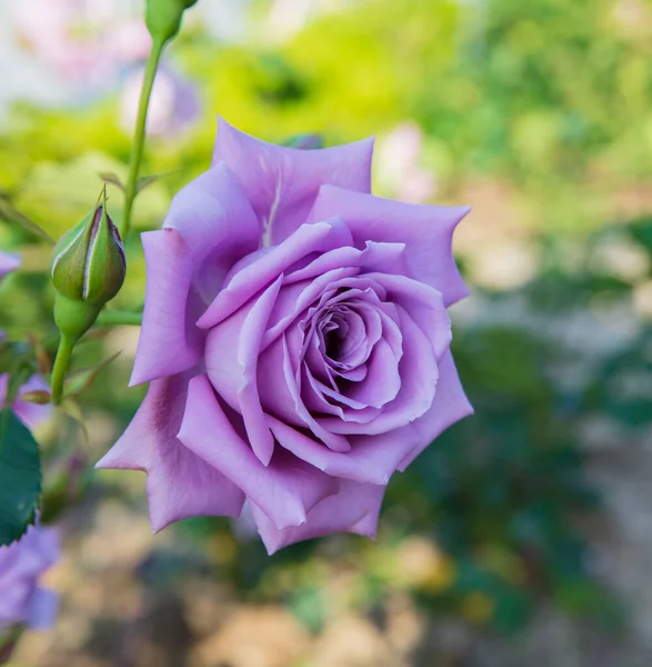 Lua azul rosa flor — Fotografia de Stock