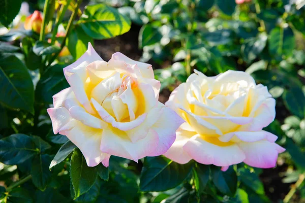 Rosa de chá híbrido amarelo — Fotografia de Stock